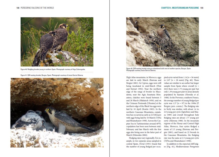 Peregrine Falcons of the World sample page